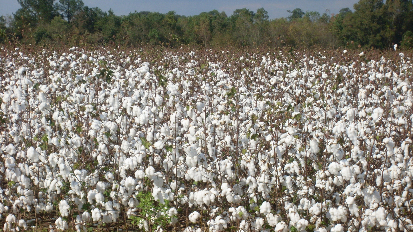 Raw cotton at a ginning factory in Pakistan amid rising cotton arrivals and challenges facing the textile industry.